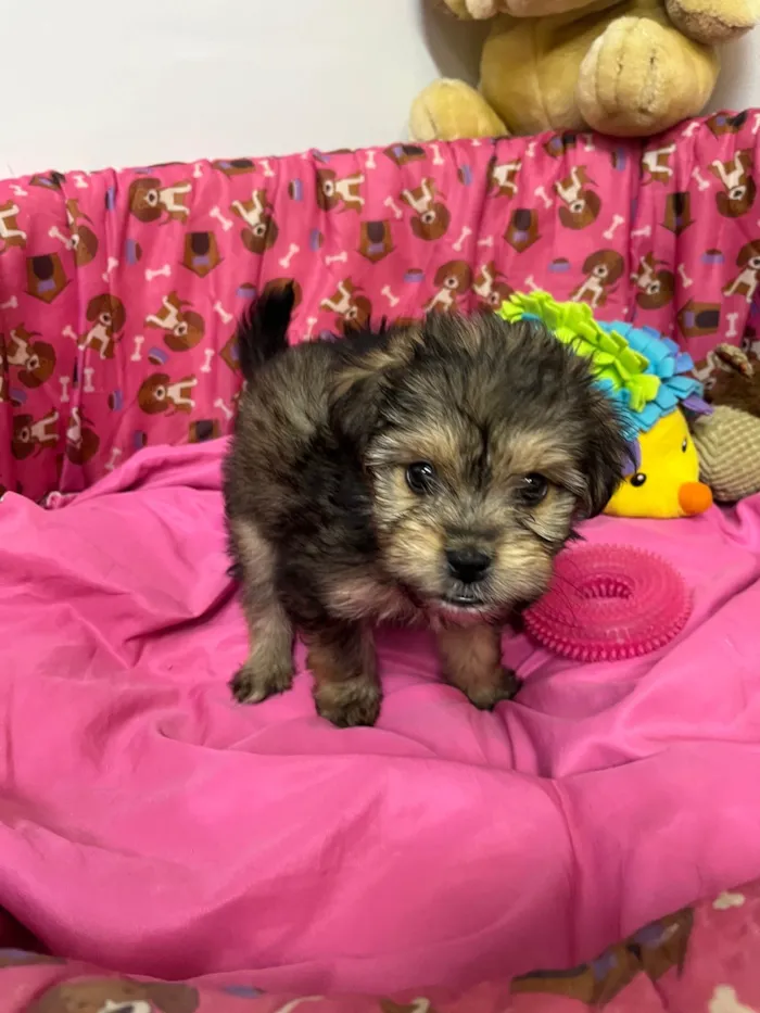 Cachorro ra a SRD-ViraLata idade Abaixo de 2 meses nome Fly