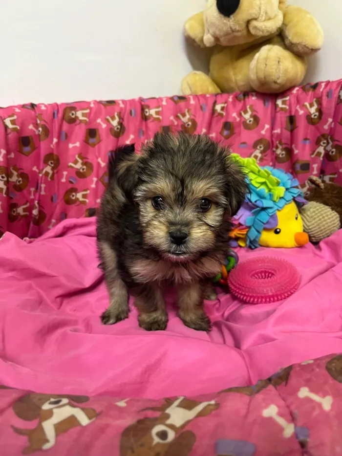 Cachorro ra a SRD-ViraLata idade Abaixo de 2 meses nome Fly
