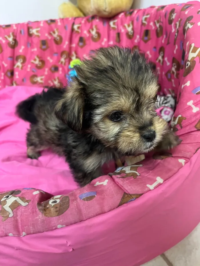 Cachorro ra a SRD-ViraLata idade Abaixo de 2 meses nome Fly