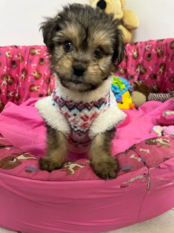 Cachorro ra a SRD-ViraLata idade Abaixo de 2 meses nome Fly