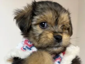 Cachorro raça SRD-ViraLata idade Abaixo de 2 meses nome Fly