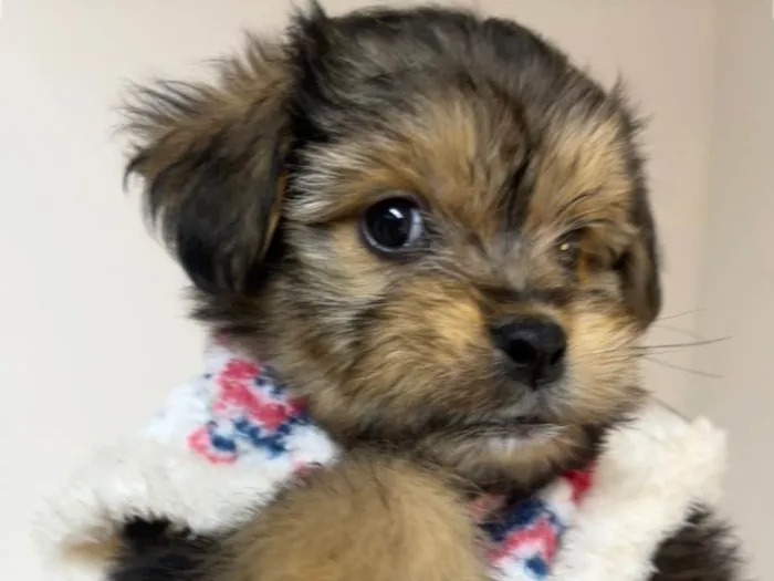 Cachorro ra a SRD-ViraLata idade Abaixo de 2 meses nome Fly