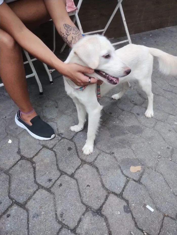Cachorro ra a SRD-ViraLata idade 1 ano nome Anjinho
