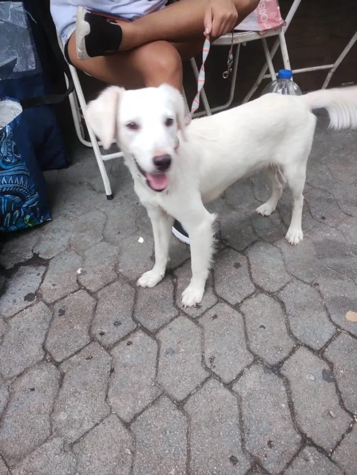 Cachorro ra a SRD-ViraLata idade 1 ano nome Anjinho
