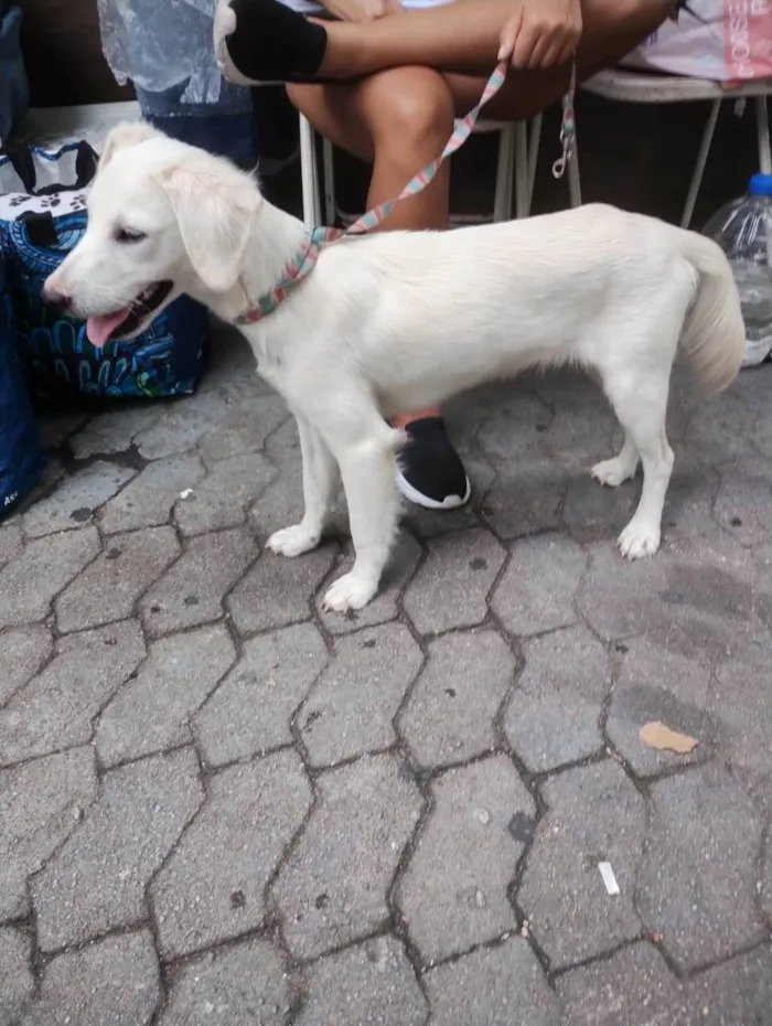 Cachorro ra a SRD-ViraLata idade 1 ano nome Anjinho