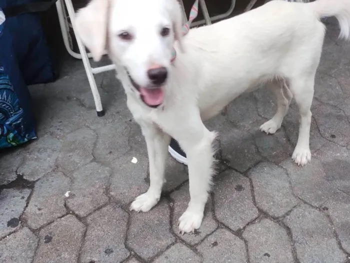 Cachorro ra a SRD-ViraLata idade 1 ano nome Anjinho