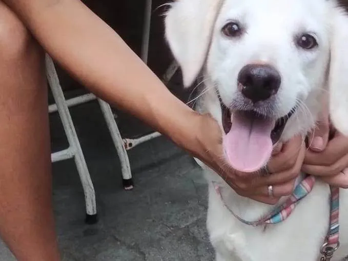 Cachorro ra a SRD-ViraLata idade 1 ano nome Anjinho