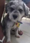 Bidu (Mix Shnauzer Porte P)