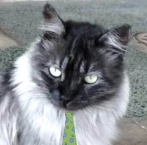 Gato raça Mestico  idade 1 ano nome Tom 