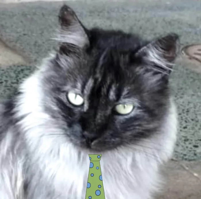 Gato ra a Mestico  idade 1 ano nome Tom 