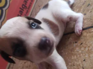 Cachorro raça SRD-ViraLata idade Abaixo de 2 meses nome Toddy