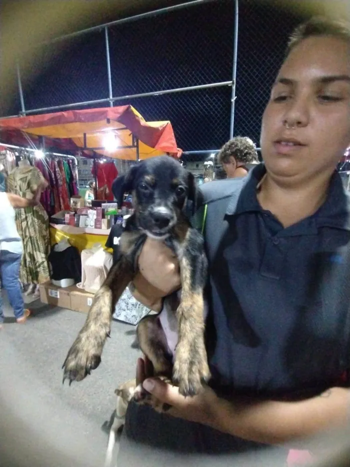 Cachorro ra a SRD-ViraLata idade 2 a 6 meses nome Patchouli