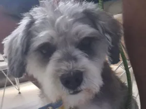 Cachorro raça SRD-ViraLata idade 2 anos nome Bidu (Mix Shnauzer Porte P)