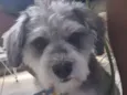 Bidu (Mix Shnauzer Porte P)
