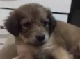 Lua