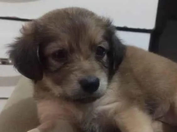 Cachorro ra a SRD-ViraLata idade Abaixo de 2 meses nome Lua