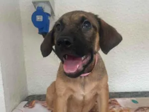 Cachorro raça SRD-ViraLata idade 2 a 6 meses nome Pedrita