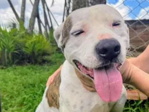 Cachorro raça Pit-Bull idade 2 anos nome Theo 