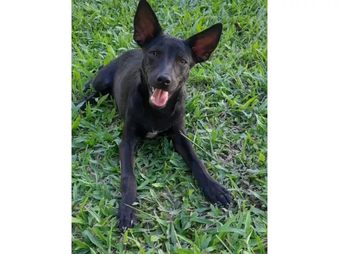 Cachorro ra a Mestiça de pincher idade 1 ano nome Lilica