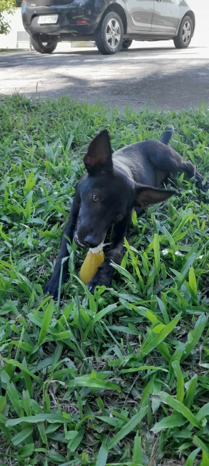 Cachorro ra a Mestiça de pincher idade 1 ano nome Lilica