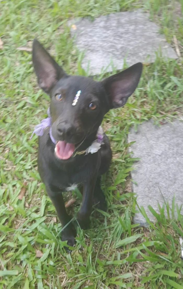 Cachorro ra a Mestiça de pincher idade 1 ano nome Lilica
