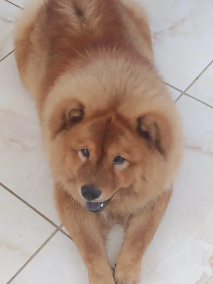 Cachorro ra a Chow Chow idade 2 anos nome Codan