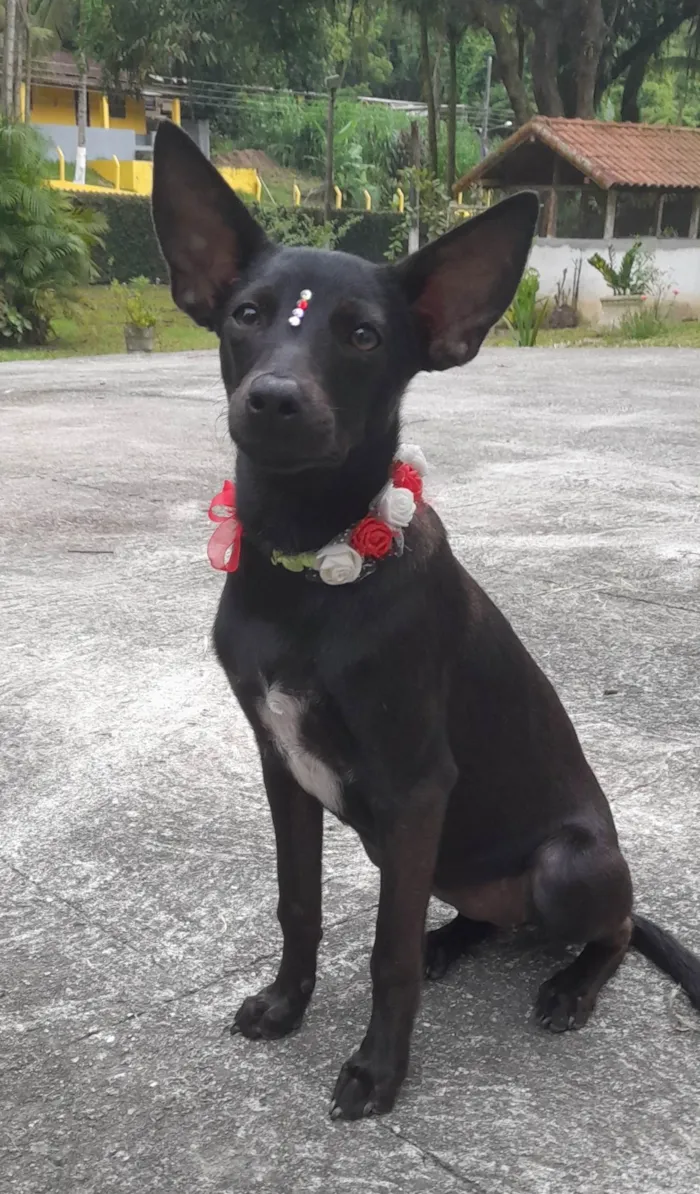 Cachorro ra a Mestiça de pincher idade 1 ano nome Lilica