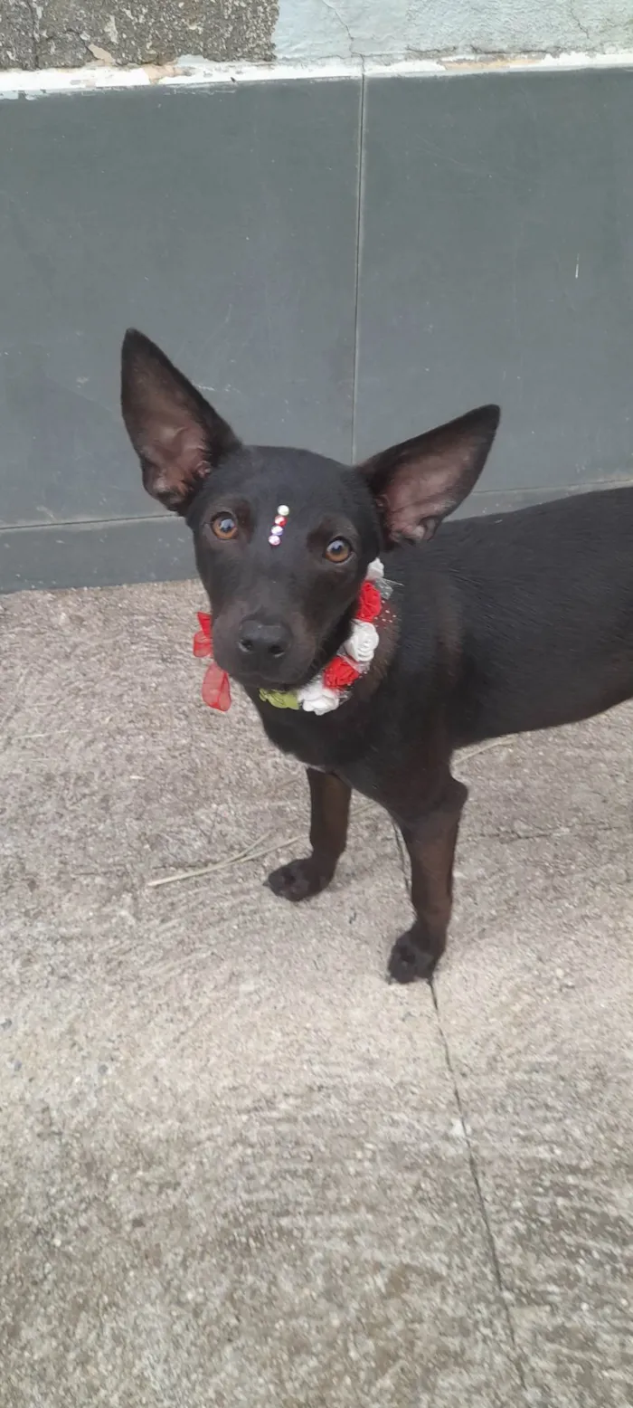 Cachorro ra a Mestiça de pincher idade 1 ano nome Lilica
