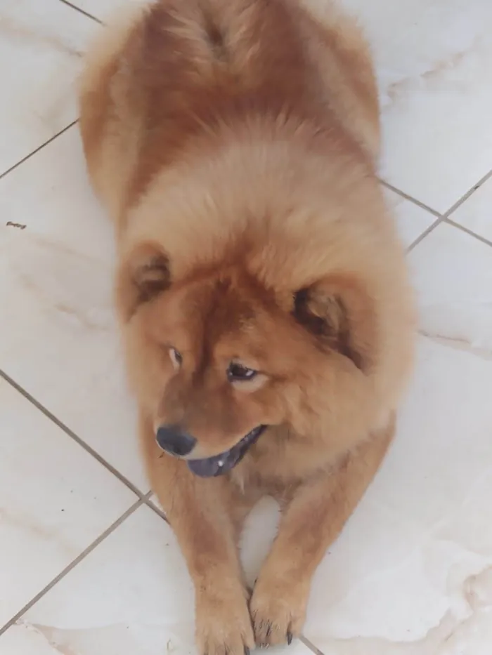Cachorro ra a Chow Chow idade 2 anos nome Codan