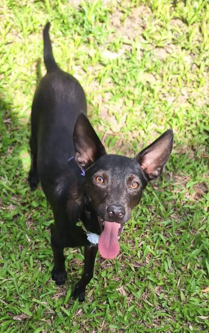 Cachorro ra a Mestiça de pincher idade 1 ano nome Lilica