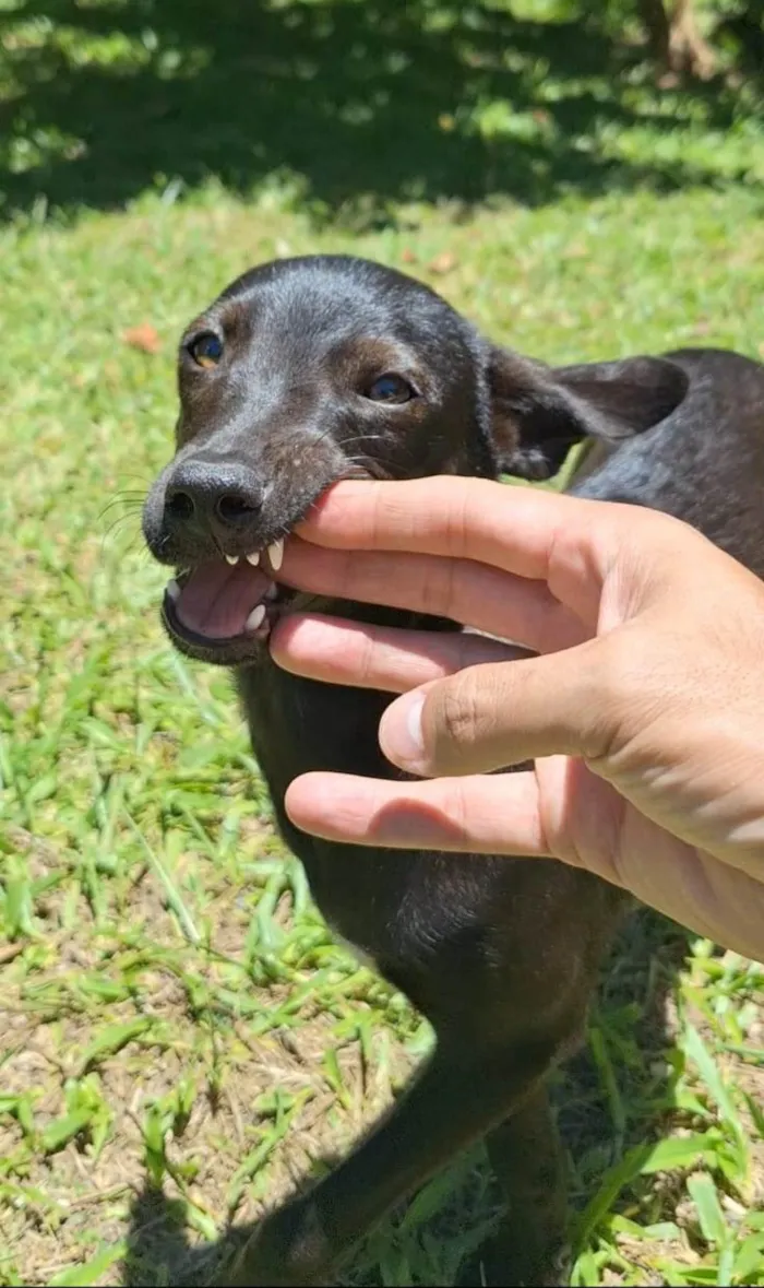 Cachorro ra a Mestiça de pincher idade 1 ano nome Lilica