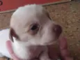 Pipoca