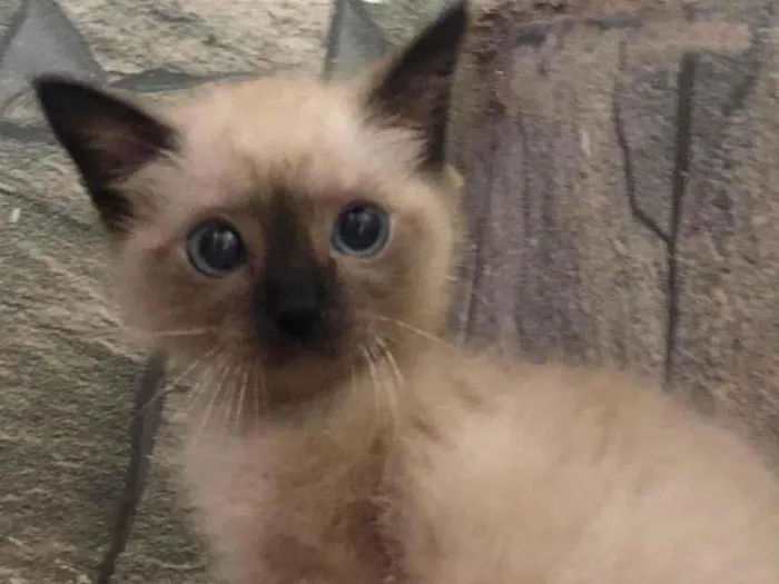 Gato ra a Sialata idade 2 a 6 meses nome Sara