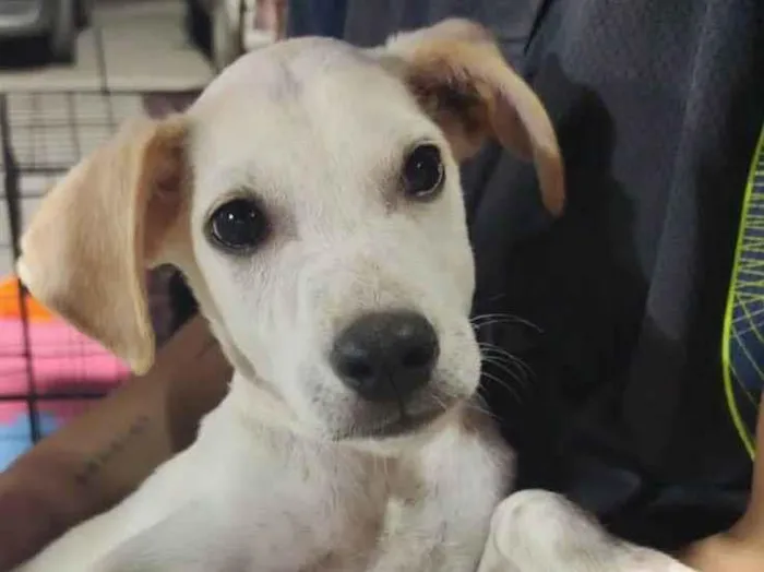 Cachorro ra a SRD-ViraLata idade 2 a 6 meses nome Alegria