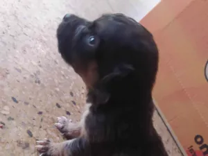 Cachorro raça SRD-ViraLata idade Abaixo de 2 meses nome Paçoquinha 