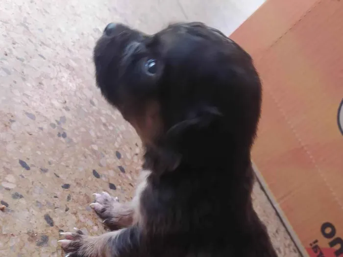 Cachorro ra a SRD-ViraLata idade Abaixo de 2 meses nome Paçoquinha 