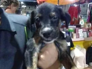 Cachorro raça SRD-ViraLata idade 2 a 6 meses nome Patchouli