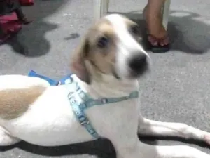 Cachorro raça SRD-ViraLata idade 2 a 6 meses nome Inácio 