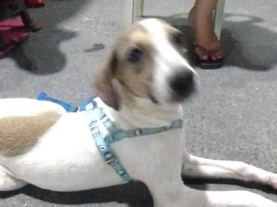 Cachorro ra a SRD-ViraLata idade 2 a 6 meses nome Inácio 