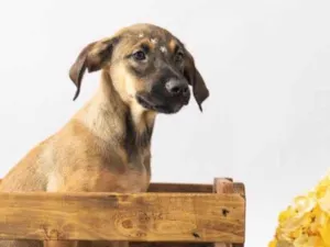 Cachorro raça SRD-ViraLata idade 2 a 6 meses nome Pedrita