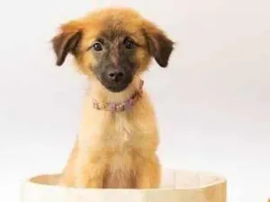 Cachorro raça SRD-ViraLata idade 2 a 6 meses nome Sara