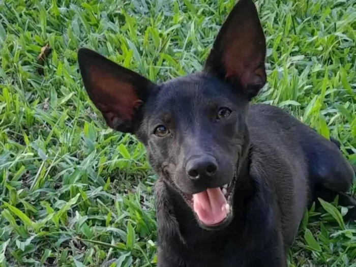Cachorro ra a Mestiça de pincher idade 1 ano nome Lilica