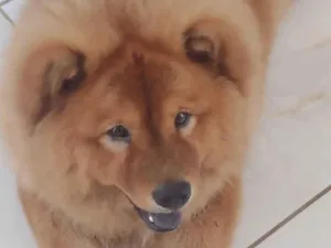 Cachorro raça Chow Chow idade 2 anos nome Codan