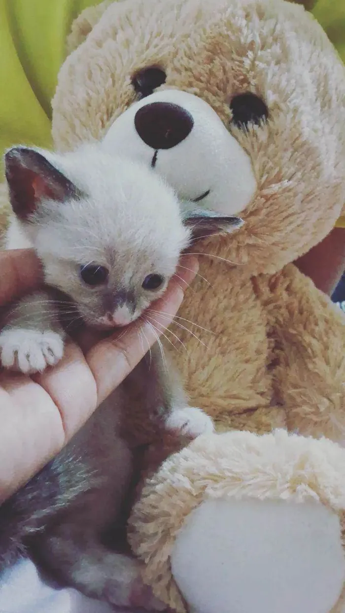 Gato ra a Siamês  idade Abaixo de 2 meses nome Salém 