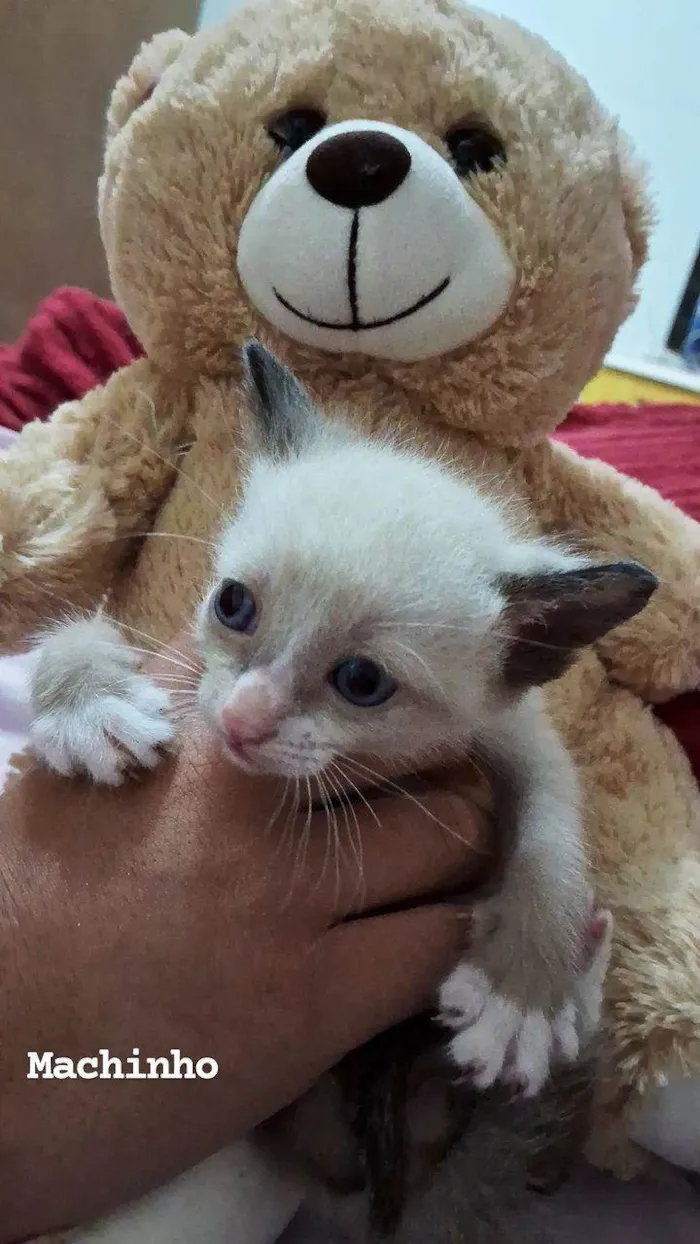 Gato ra a Siamês  idade Abaixo de 2 meses nome Salém 