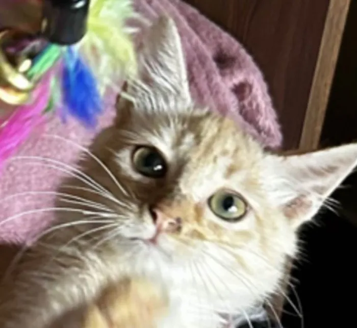 Gato ra a Mestico  idade 2 a 6 meses nome Pingo 