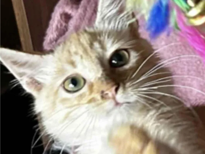 Gato ra a Mestico  idade 2 a 6 meses nome Pingo 