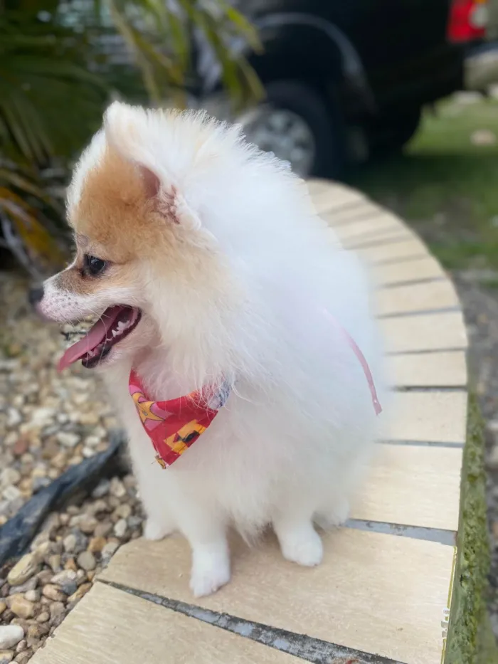 Cachorro ra a Sptiz Alemao  idade 2 a 6 meses nome Mel
