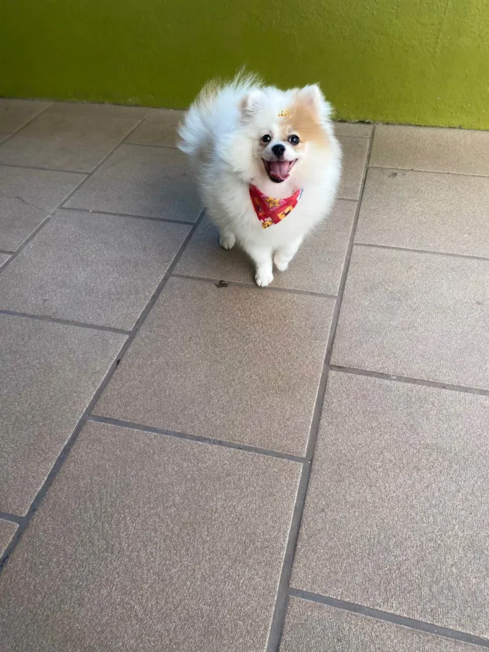 Cachorro ra a Sptiz Alemao  idade 2 a 6 meses nome Mel