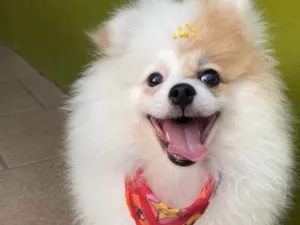 Cachorro raça Sptiz Alemao  idade 2 a 6 meses nome Mel